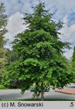 Nyssa sylvatica (błotnia leśna)