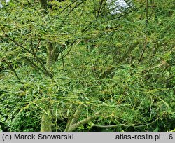 Aesculus Lacinata