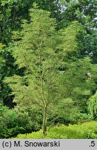 Aesculus Lacinata