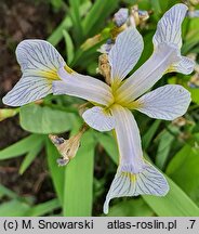 Iris versicolor Between the Lines