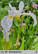 Iris versicolor Between the Lines