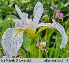 Iris versicolor Between the Lines