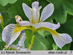 Iris versicolor Between the Lines