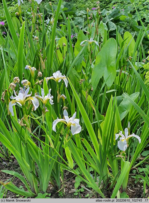 Iris versicolor Between the Lines