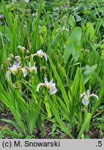 Iris versicolor Between the Lines