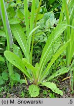 Primula beesiana (pierwiosnek Beesa)