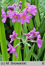 Primula beesiana (pierwiosnek Beesa)