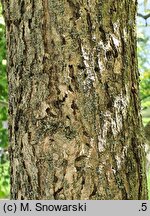 Fraxinus pennsylvanica Argenteomarginata