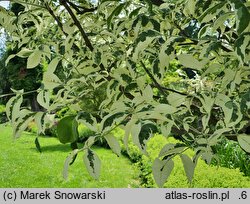 Fraxinus pennsylvanica Argenteomarginata