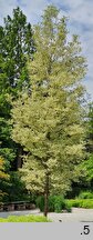Fraxinus pennsylvanica Argenteomarginata