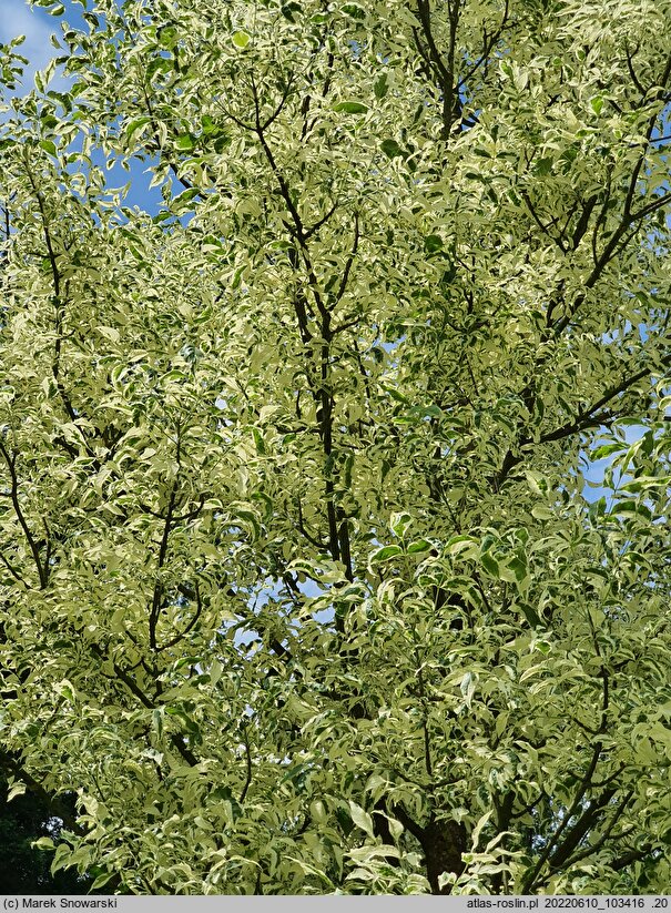Fraxinus pennsylvanica Argenteomarginata
