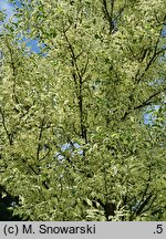Fraxinus pennsylvanica Argenteomarginata