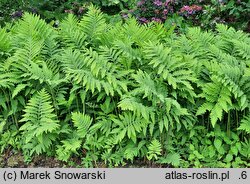 Onoclea sensibilis (onoklea wrażliwa)