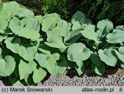Hosta Blue Angel