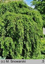 Tsuga canadensis Pendula