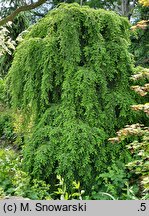 Tsuga canadensis Pendula