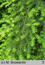 Tsuga canadensis Pendula