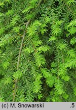 Tsuga canadensis Pendula