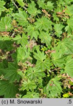 Acer japonicum Vitifolium