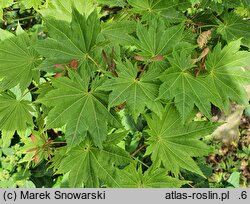 Acer japonicum Vitifolium