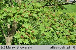 Acer japonicum Vitifolium