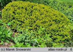 Taxus baccata Aurea Decora