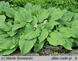 Hosta Sea Drift