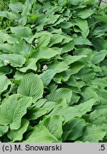 Hosta Sea Drift