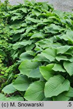 Hosta Sea Drift