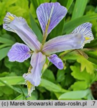 Iris hort. var. shrevei