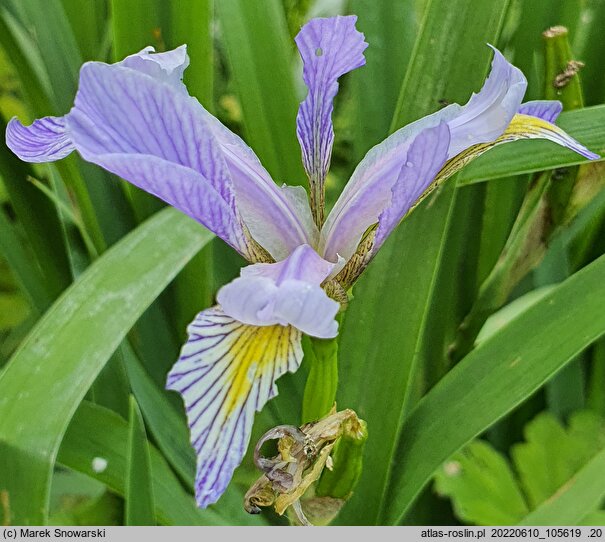 Iris hort. var. shrevei