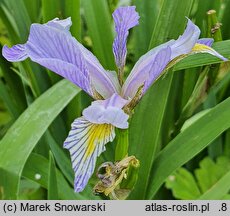 Iris hort. var. shrevei