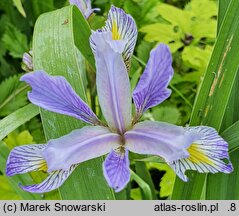Iris hort. var. shrevei