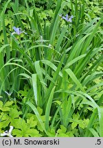 Iris hort. var. shrevei