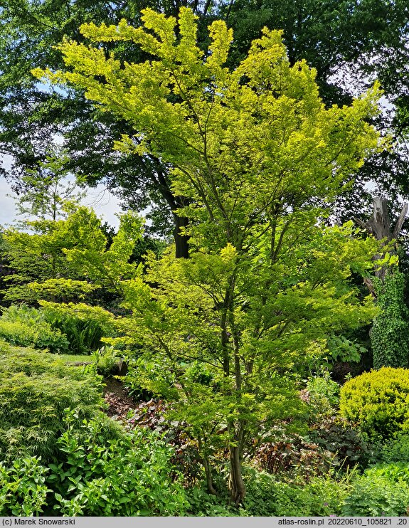Acer palmatum Tsuchigumo