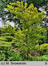 Acer palmatum Tsuchigumo