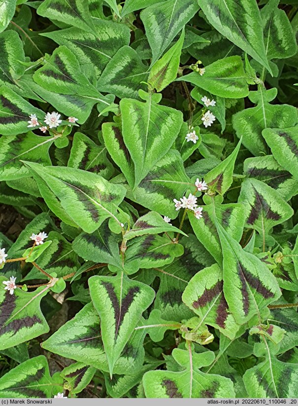 Polygonum microcephalum