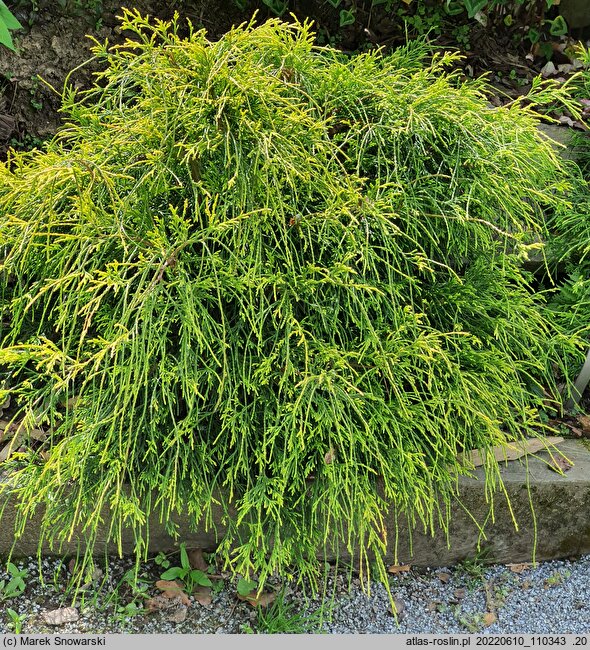 Chamaecyparis pisifera Golden Mop
