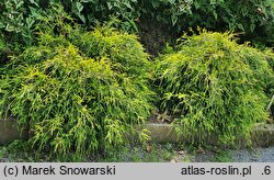 Chamaecyparis pisifera Golden Mop