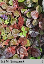 Ajuga reptans Palisander