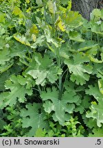 Macleaya cordata (bokkonia sercowata)