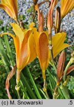 Hemerocallis dumortieri (liliowiec Dumortiera)
