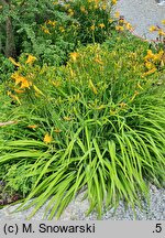 Hemerocallis ×hybrida Daily Bread
