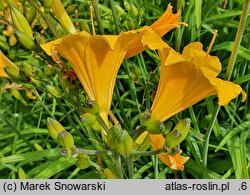 Hemerocallis ×hybrida Daily Bread