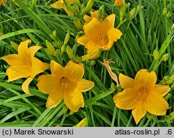 Hemerocallis ×hybrida Daily Bread