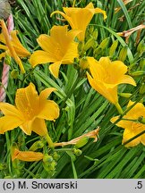 Hemerocallis ×hybrida Daily Bread