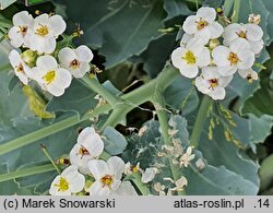 Crambe maritima (modrak morski)