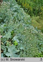 Crambe maritima (modrak morski)