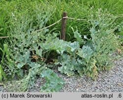 Crambe maritima (modrak morski)