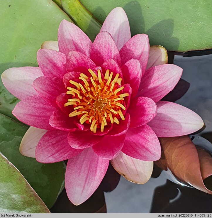Nymphaea hort. Almost Black